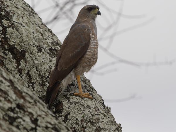 <h3><a href="/trips/tanzania/biota/animalia/chordata/aves/017 accipitriformes/004 accipitridae/melierax poliopterus/melierax poliopterus-nl.html">Melierax&nbsp;poliopterus</a> / Eastern&nbsp;chanting&nbsp;goshawk / Bleke&nbsp;zanghavik</h3>OM-1 Mark II met OLYMPUS M.150-400mm F4.5 TC, 1/2000 sec  bij F5.6, ISO 640, afstand 18.6&nbsp;m